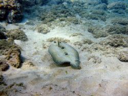 The Floating Flounder Fish...floating gracefully above th... by Todd Meadows 